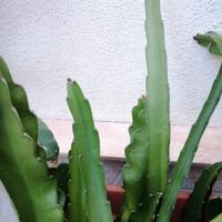 talee di pitaya (dragon fruit) 