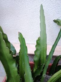 talee di pitaya (dragon fruit) 