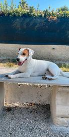 Cane per monta