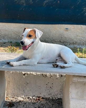 Cane per monta