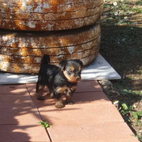 Yorkshire terrier toy