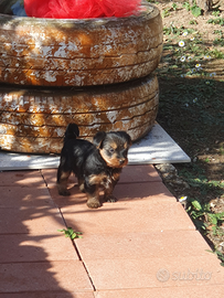 Yorkshire terrier toy