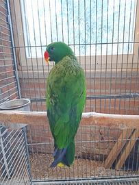 Pappagalli Ecletti