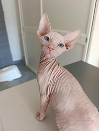 Sphynx maschio bianco