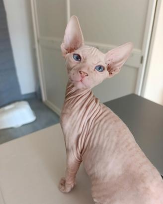 Sphynx maschio bianco