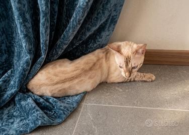 Gattini Bengala Snow Lynx Maschio e femmina