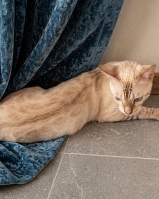 Gattini Bengala Snow Lynx Maschio e femmina