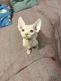 Sphynx maschietto occhi impari
