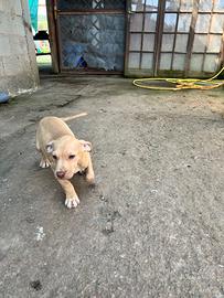 Pit bull red Nose