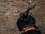 Immagine 13