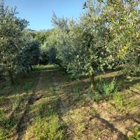 Terreno agricolo