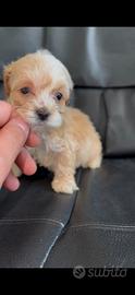 Maltipoo albicocca mini toy