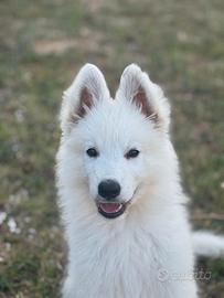 Cucciola a pelo lungo pastore svizzero