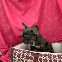 Bulldog francese femmina blu ten 4 mesi mezzo