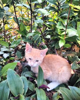 Gattino maschio