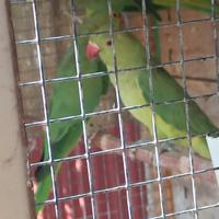 Due femmine parrocchetto