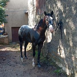 Appaloosa per stagione di monta