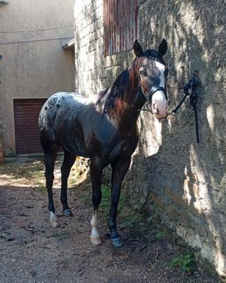 Appaloosa per stagione di monta