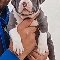 Pitbull ukc