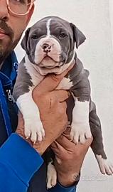 Pitbull ukc