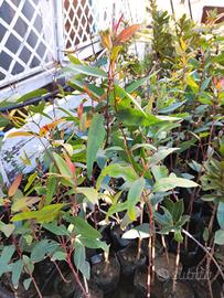 🌳 Albero di Eucalipto Rosso – Pianta Profumata 🌿