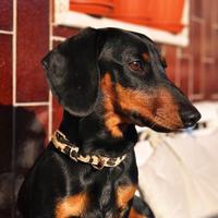 Bassotto nano nero focato per monta