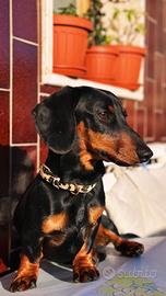 Bassotto nano nero focato per monta