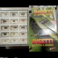 Collezione insetti