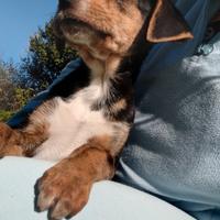 Cuccioli magici