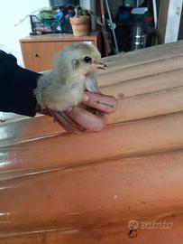 PULCINI dalle  U.o.v.a azzurre 