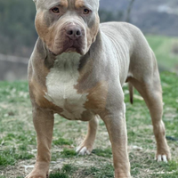 American bully xl /xxl