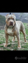 American bully xl /xxl