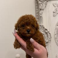 Cucciolo Barboncino Toy Red