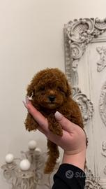 Cucciolo Barboncino Toy Red