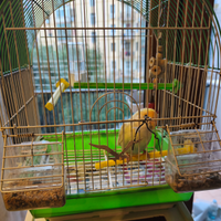 Inseparabile maschio