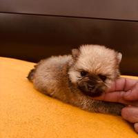 Spitz tedesco Toy originale pomeriana