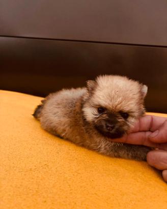 Spitz tedesco Toy originale pomeriana