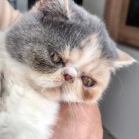 Exotic shorthair