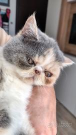 Exotic shorthair
