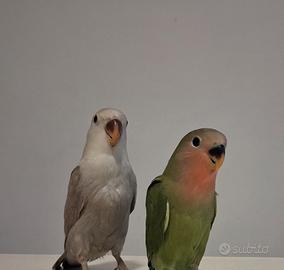 inseparabili piccoli
