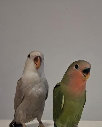 inseparabili piccoli