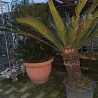 Cycas