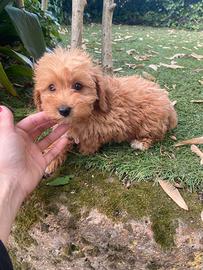 Maltipoo cuccioli
