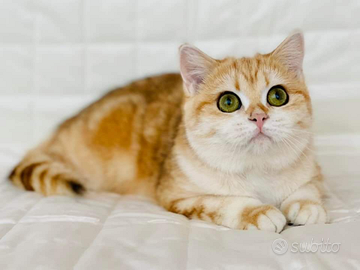 Scottish Straight gatta