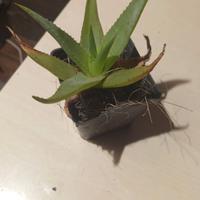 Piante  aloe vera