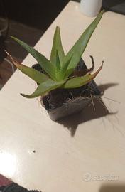 Piante  aloe vera