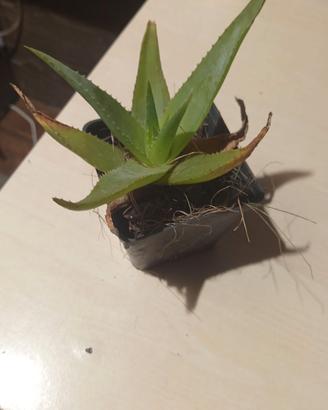 Piante  aloe vera