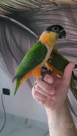caicco testa nera allevato a mano 