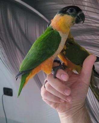caicco testa nera allevato a mano 