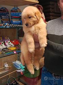 Cuccioli di Golden Retriever